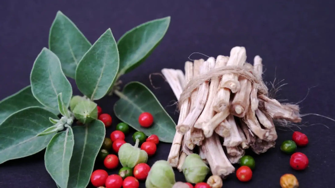 Ashwagandha maca shatavari plantes adaptogenes
