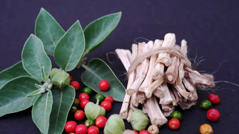 Ashwagandha maca shatavari plantes adaptogenes