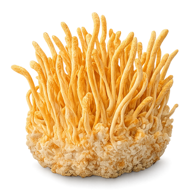  Cordyceps