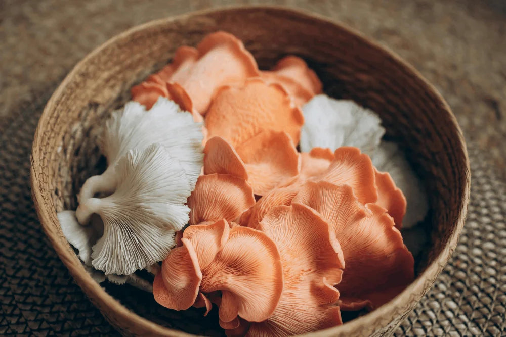 Champignons adaptogènes naturels - chaga et reishi ingrédients clean utilisés dans le Brain Tonic Granola Holy Blends