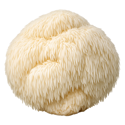  Lion's Mane