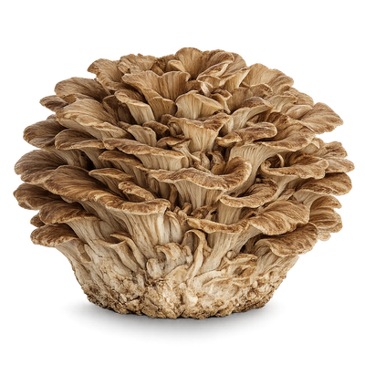 Maitake